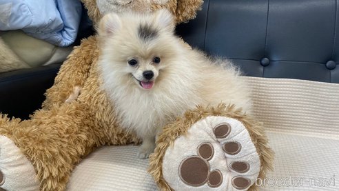 成約済の兵庫県のポメチワ:ポメラニアン×チワワ-323684の5枚目